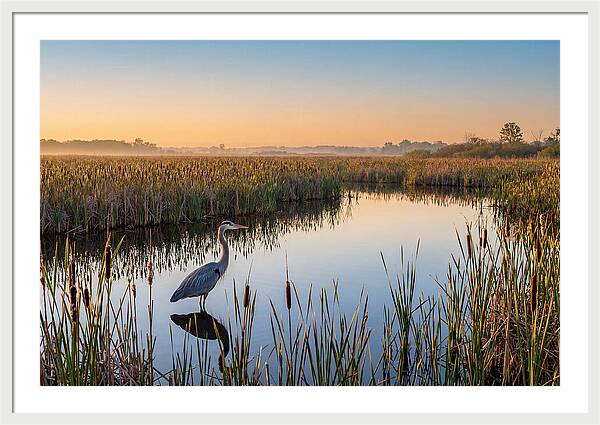 Great Blue Heron Fishing At Dawn