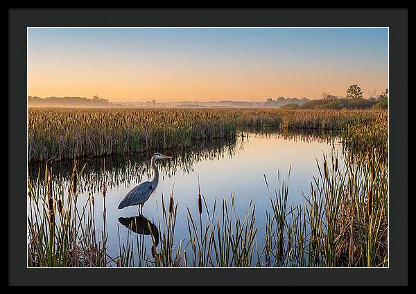 Great Blue Heron Fishing At Dawn