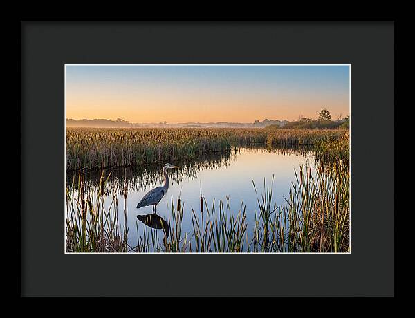 Great Blue Heron Fishing At Dawn