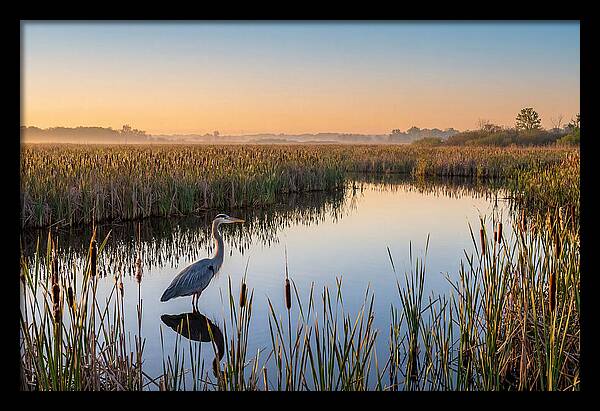 Great Blue Heron Fishing At Dawn