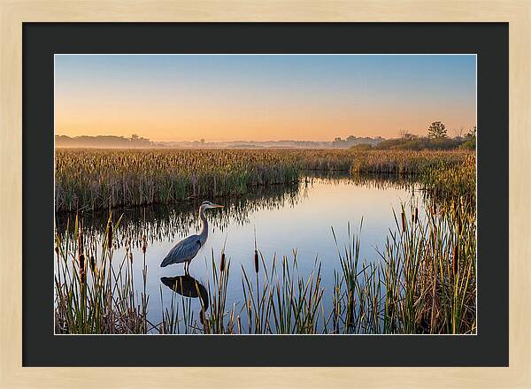 Great Blue Heron Fishing At Dawn