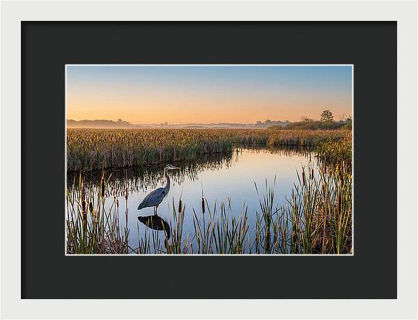 Great Blue Heron Fishing At Dawn