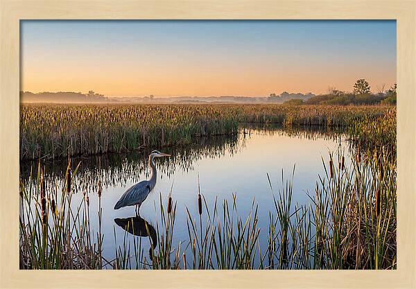 Great Blue Heron Fishing At Dawn