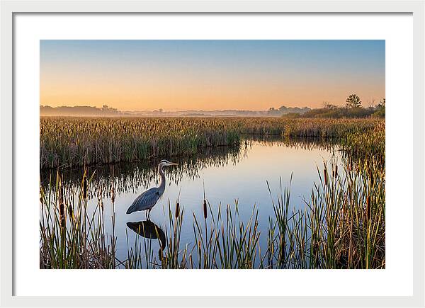 Great Blue Heron Fishing At Dawn