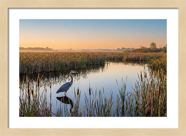 Great Blue Heron Fishing At Dawn
