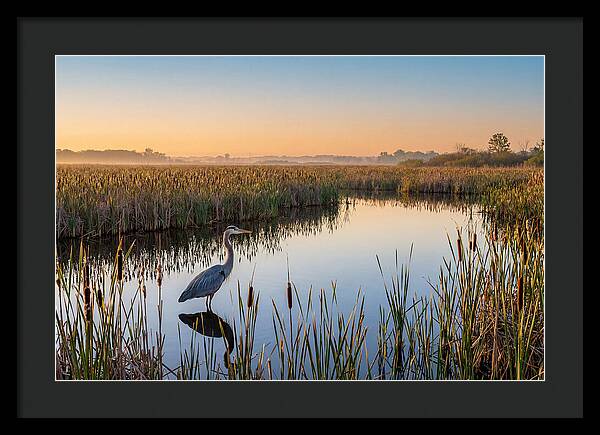 Great Blue Heron Fishing At Dawn