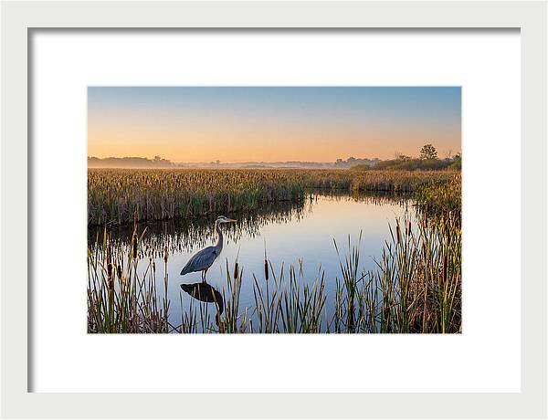 Great Blue Heron Fishing At Dawn