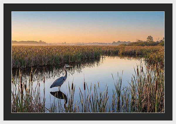 Great Blue Heron Fishing At Dawn