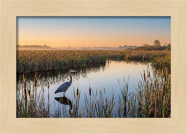 Great Blue Heron Fishing At Dawn