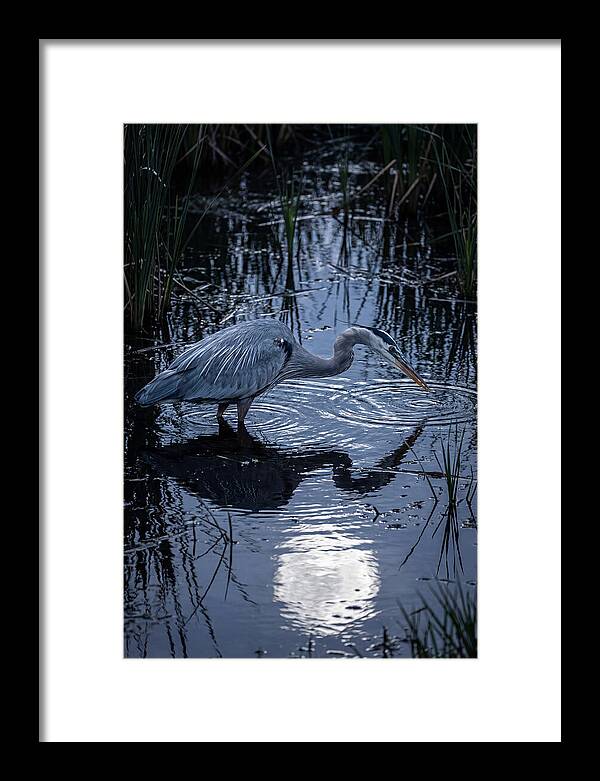Great Blue Heron Fishing At Dusk
