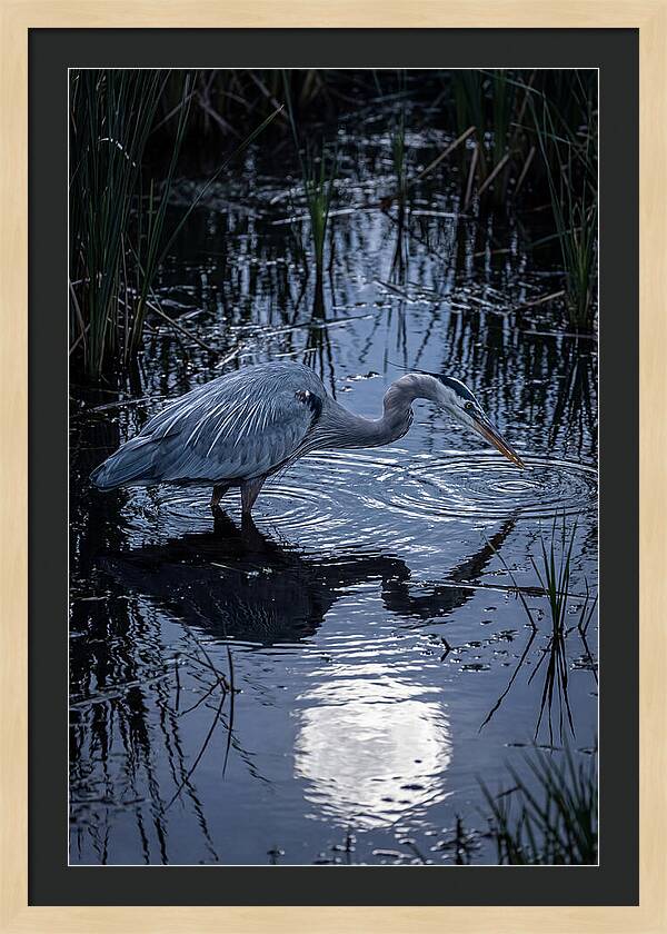 Great Blue Heron Fishing At Dusk