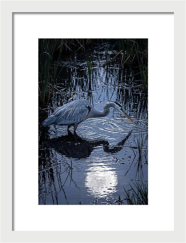 Great Blue Heron Fishing At Dusk