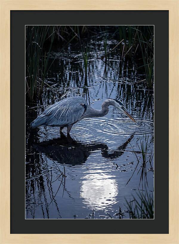 Great Blue Heron Fishing At Dusk