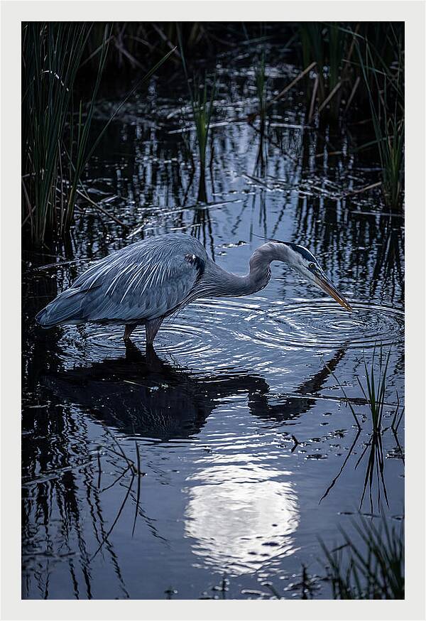 Great Blue Heron Fishing At Dusk