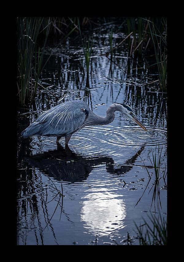 Great Blue Heron Fishing At Dusk