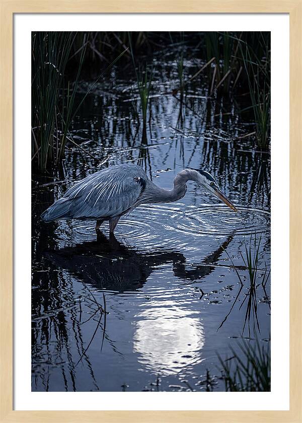 Great Blue Heron Fishing At Dusk