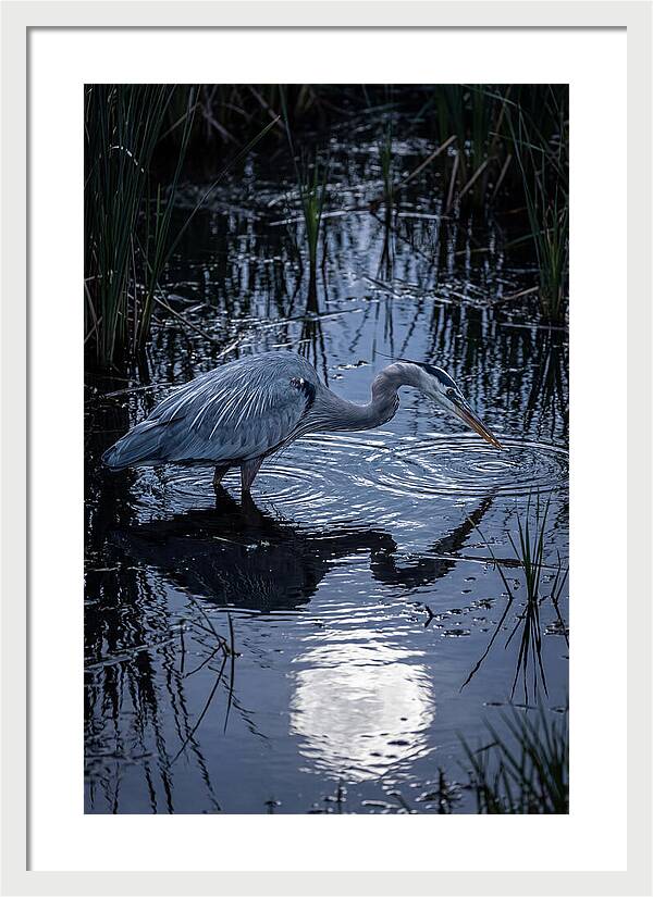 Great Blue Heron Fishing At Dusk