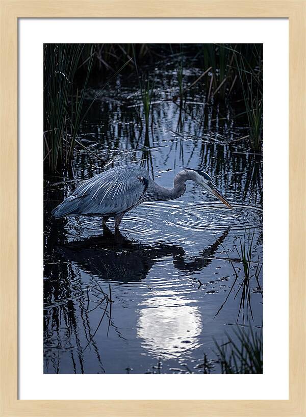 Great Blue Heron Fishing At Dusk