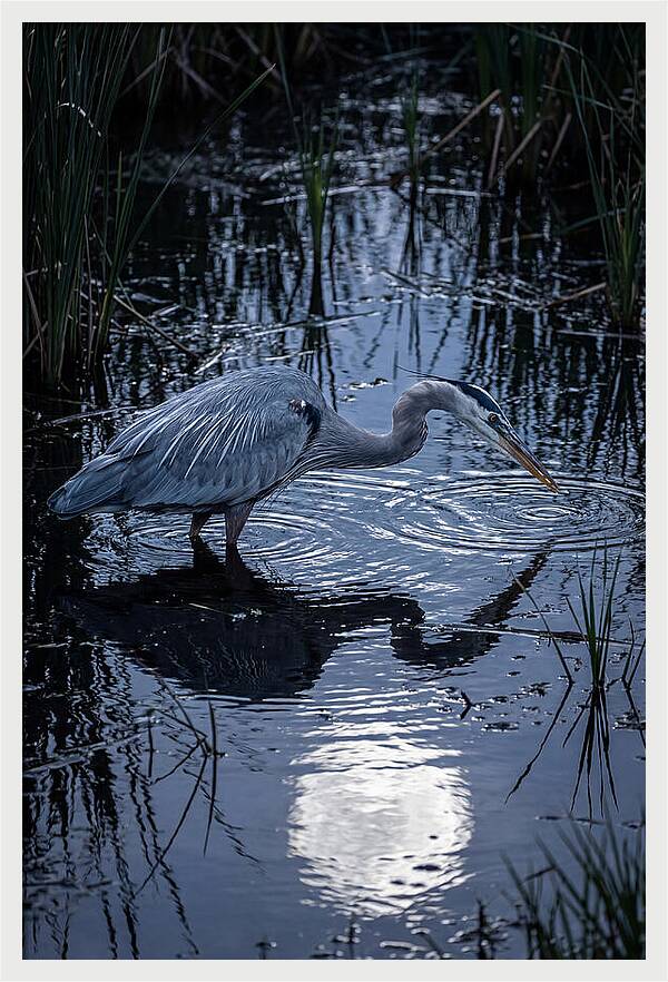 Great Blue Heron Fishing At Dusk
