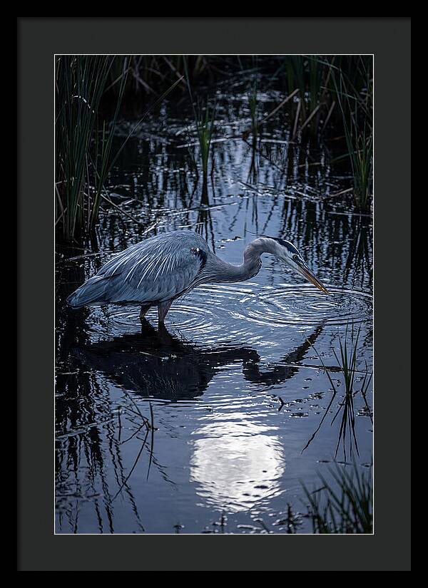 Great Blue Heron Fishing At Dusk