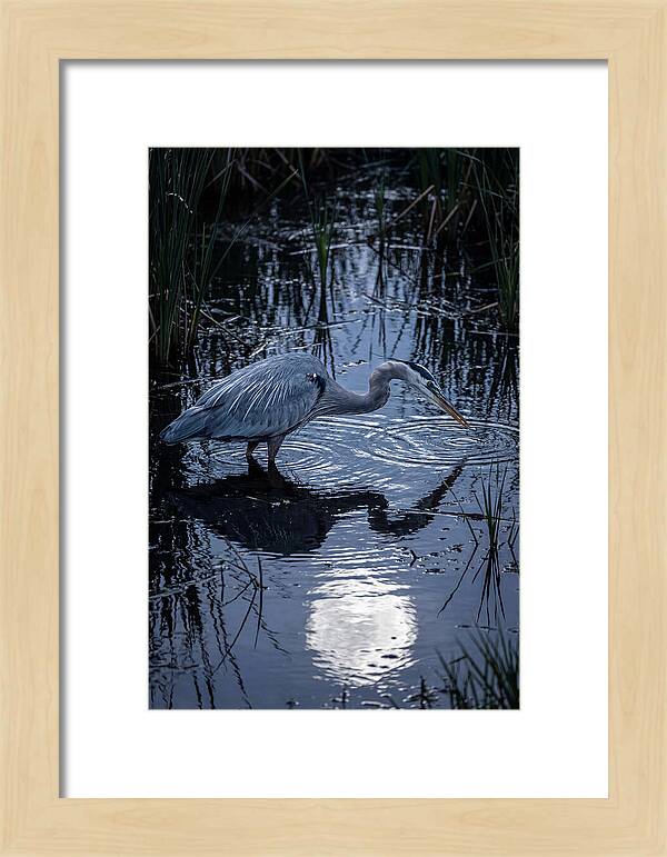 Great Blue Heron Fishing At Dusk