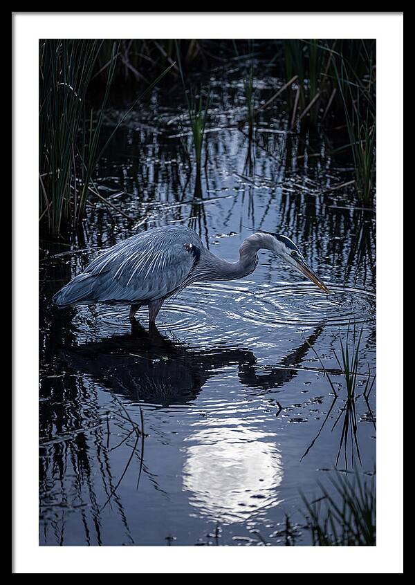 Great Blue Heron Fishing At Dusk