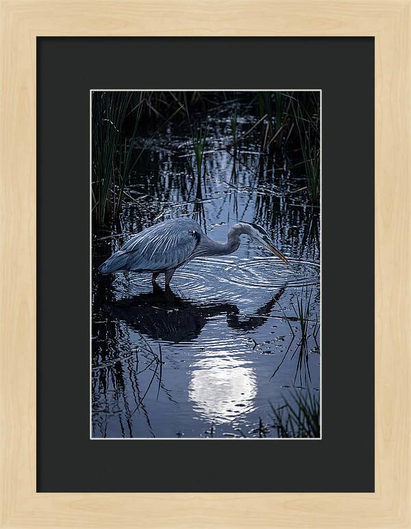 Great Blue Heron Fishing At Dusk