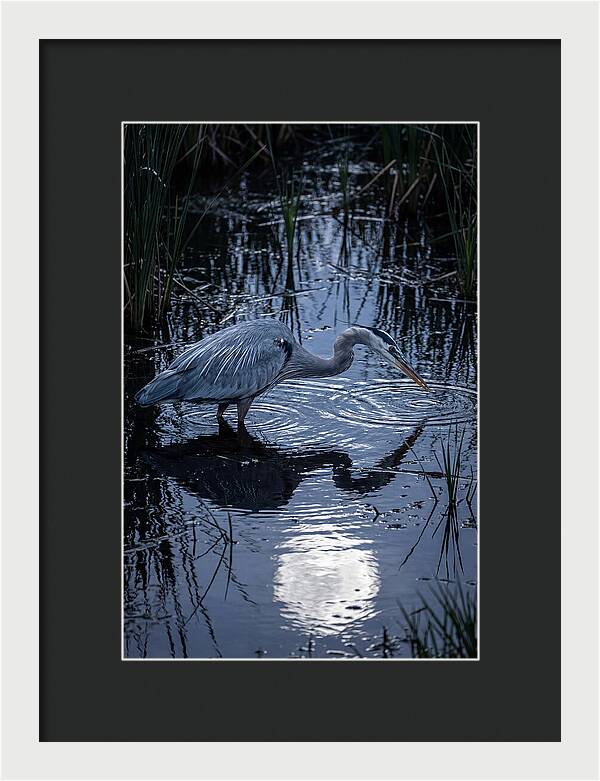 Great Blue Heron Fishing At Dusk