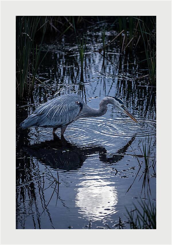 Great Blue Heron Fishing At Dusk