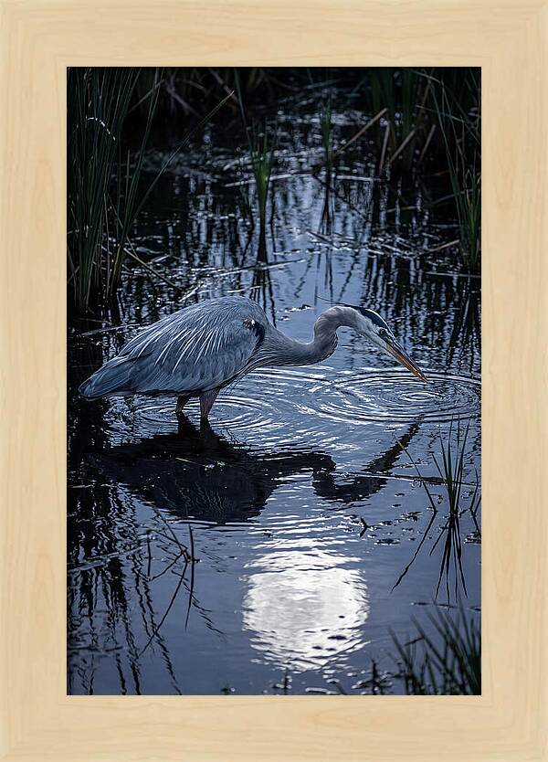Great Blue Heron Fishing At Dusk