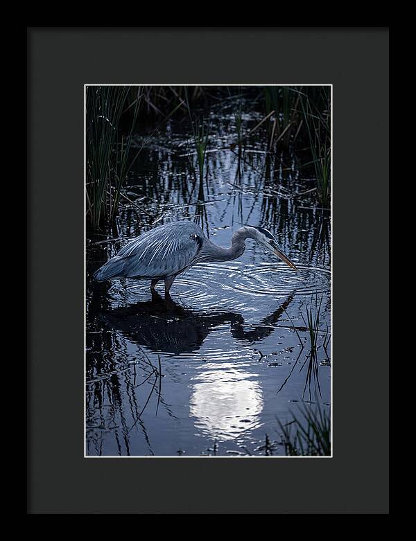 Great Blue Heron Fishing At Dusk