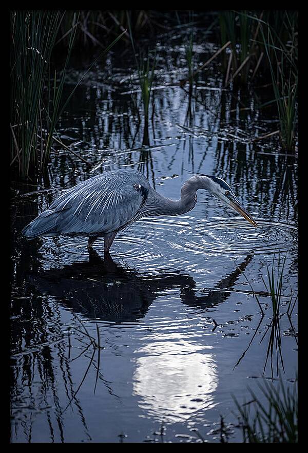 Great Blue Heron Fishing At Dusk
