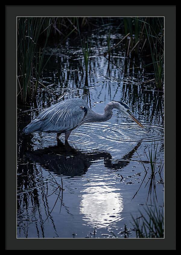 Great Blue Heron Fishing At Dusk