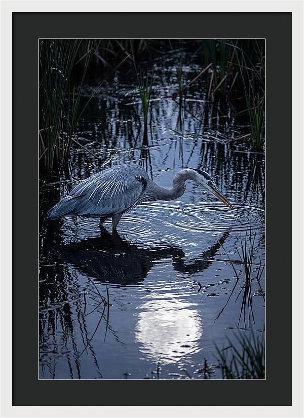 Great Blue Heron Fishing At Dusk