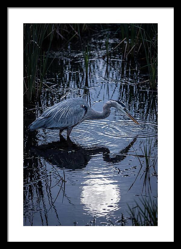 Great Blue Heron Fishing At Dusk