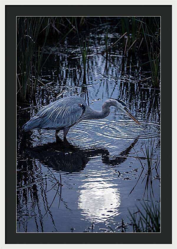 Great Blue Heron Fishing At Dusk