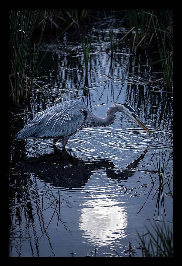 Great Blue Heron Fishing At Dusk