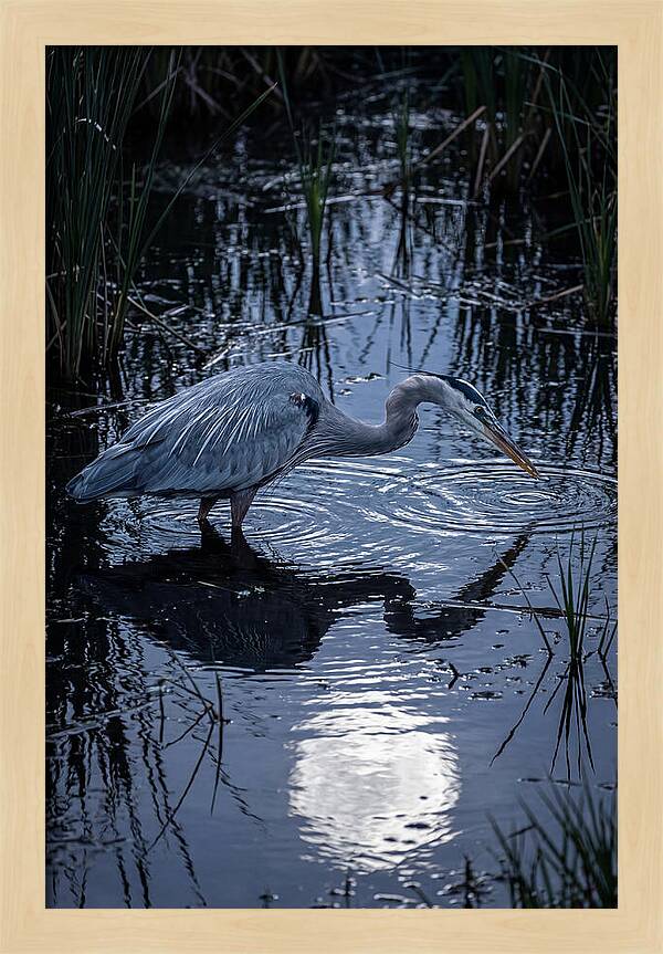 Great Blue Heron Fishing At Dusk