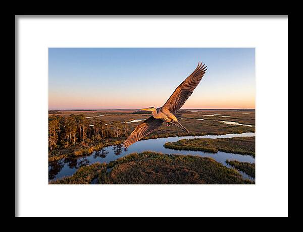 Great Blue Heron In Flight