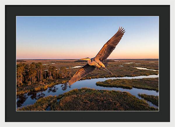 Great Blue Heron In Flight