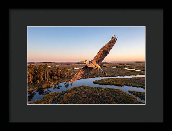 Great Blue Heron In Flight