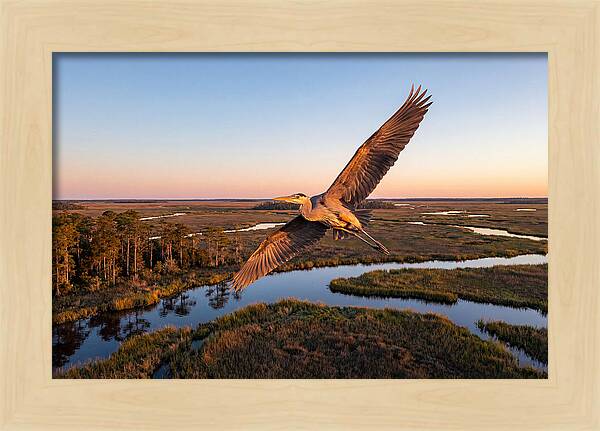 Great Blue Heron In Flight