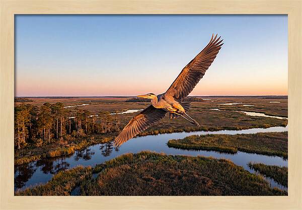 Great Blue Heron In Flight