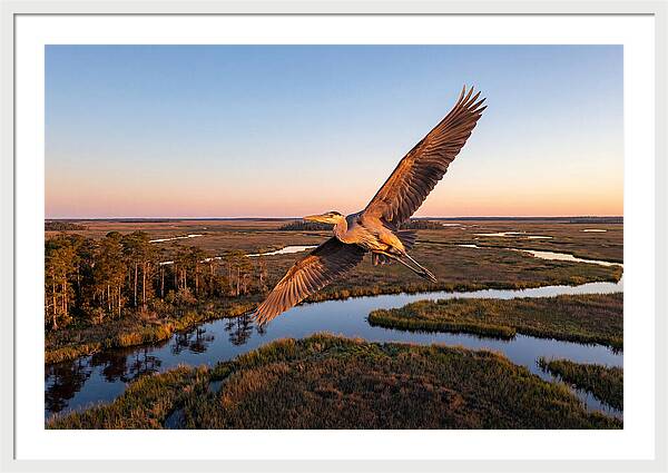 Great Blue Heron In Flight