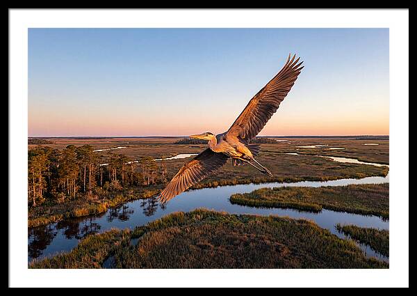 Great Blue Heron In Flight