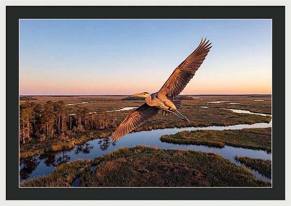 Great Blue Heron In Flight