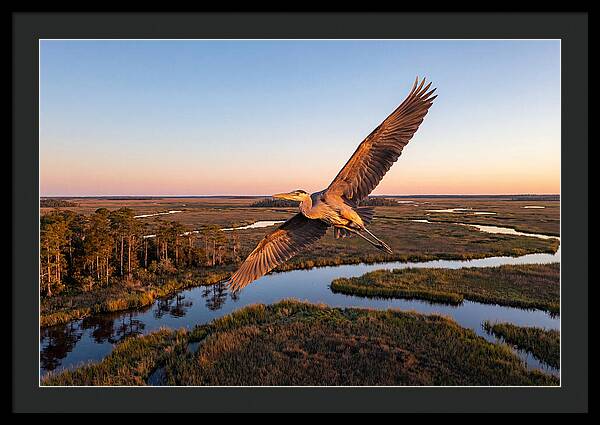 Great Blue Heron In Flight