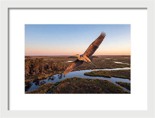 Great Blue Heron In Flight