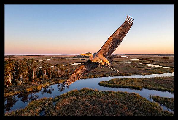 Great Blue Heron In Flight