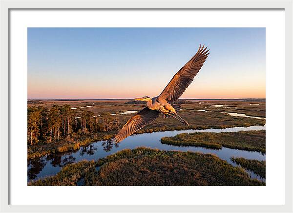 Great Blue Heron In Flight